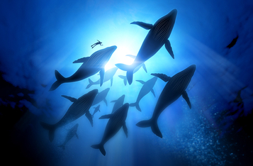 Chainlink Whales are Growing as LINK Investors Increase, according to Santiment Study