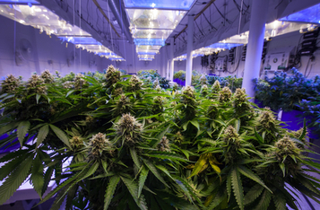 Netherlands CBD Producers Harness Blockchain Technology for Enhanced Traceability