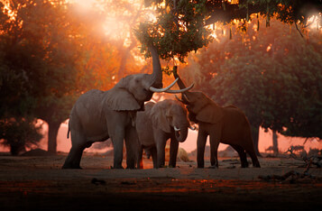 Zimbabwe’s Government Consulting Private Sector on Adopting Crypto as Legal Tender