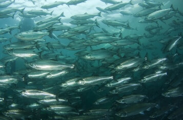 IBM Blockchain Technology Used for Salmon Traceability By Cermaq and Labeyrie