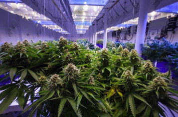 Aeternity Partners with Uruguay Can to Track Cannabis Production Using Blockchain