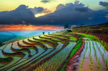 Indonesia’s Chronic Crop Data Problem Solved by Blockchain