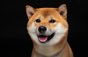 Dogecoin Becomes the 8th Largest Cryptocurrency After a Tremendous 313% Weekly Gain